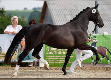 Sang-chaud lourd, Jument, 8 Ans, 162 cm, Noir