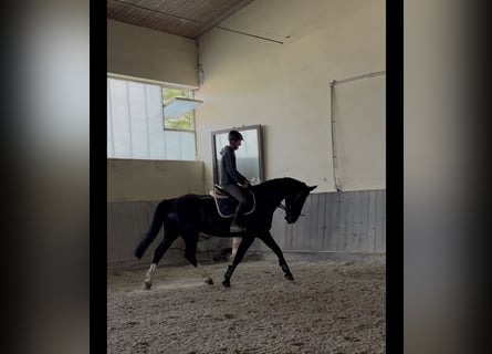 Sang-chaud lourd, Jument, 8 Ans, 168 cm, Bai brun