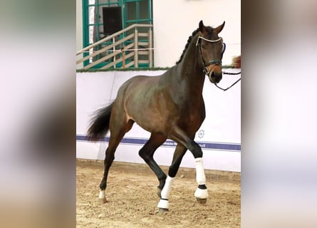 Sang-chaud Mecklembourg, Étalon, 3 Ans, 170 cm, Bai brun foncé