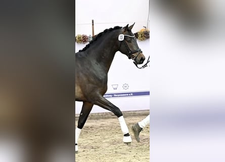 Sang-chaud Mecklembourg, Étalon, 3 Ans, 170 cm, Bai brun foncé