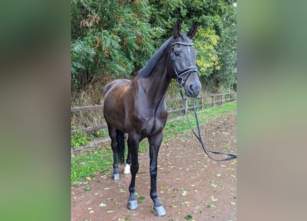 Sang-chaud Mecklembourg, Hongre, 14 Ans, 170 cm, Bai brun