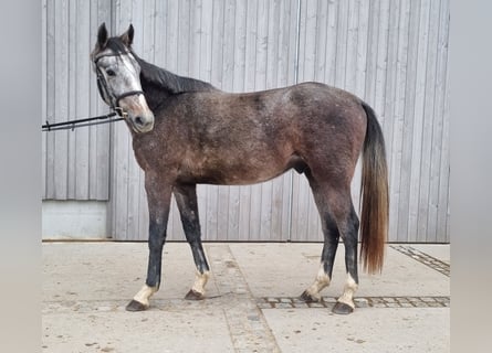 Sang-chaud Mecklembourg, Hongre, 3 Ans, 168 cm, Gris