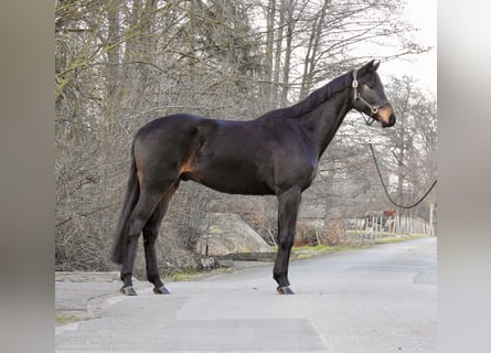 Sang-chaud Mecklembourg, Hongre, 4 Ans, 170 cm, Bai brun