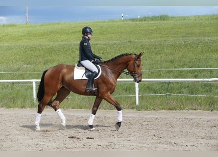 Sang-chaud Mecklembourg, Hongre, 4 Ans, 176 cm, Bai