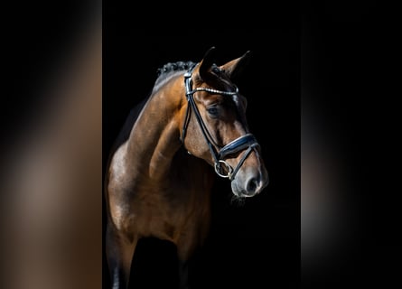 Sang-chaud Mecklembourg, Hongre, 5 Ans, 166 cm, Bai brun