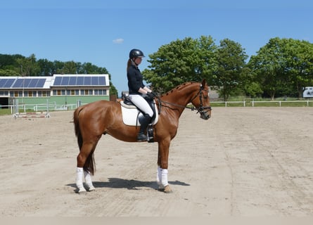 Sang-chaud Mecklembourg, Hongre, 5 Ans, 169 cm, Alezan