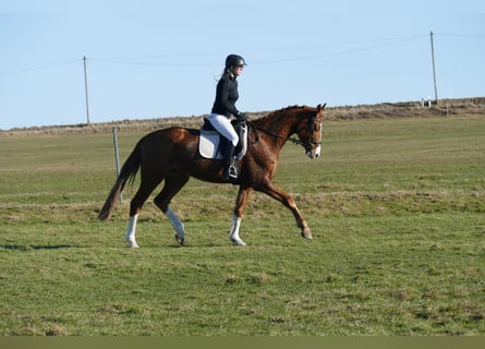 Sang-chaud Mecklembourg, Hongre, 5 Ans, 170 cm, Alezan