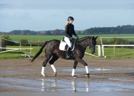 Sang-chaud Mecklembourg, Hongre, 6 Ans, 160 cm, Noir