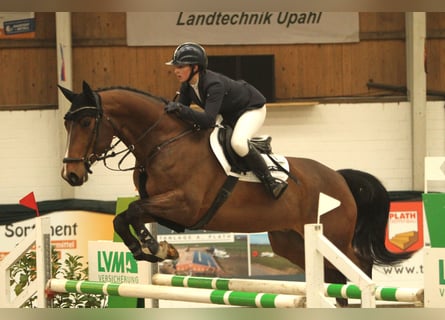 Sang-chaud Mecklembourg, Hongre, 7 Ans, 170 cm, Bai
