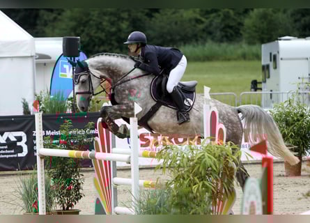 Sang-chaud Mecklembourg, Hongre, 7 Ans, 171 cm, Gris