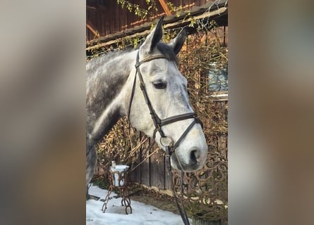 Sang-chaud Mecklembourg, Hongre, 8 Ans, 170 cm, Gris