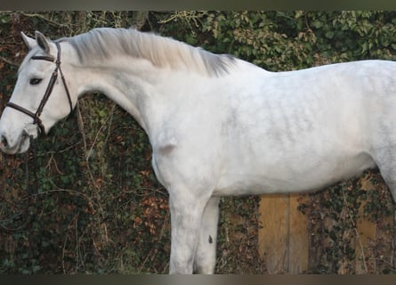Sang-chaud Mecklembourg, Hongre, 8 Ans, 179 cm, Gris