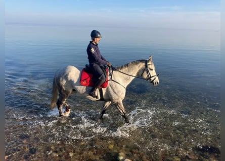 Sang-chaud Mecklembourg, Hongre, 9 Ans, 179 cm, Gris