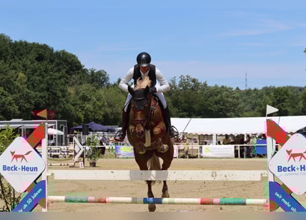 Sang-chaud Mecklembourg, Jument, 12 Ans, 167 cm, Alezan