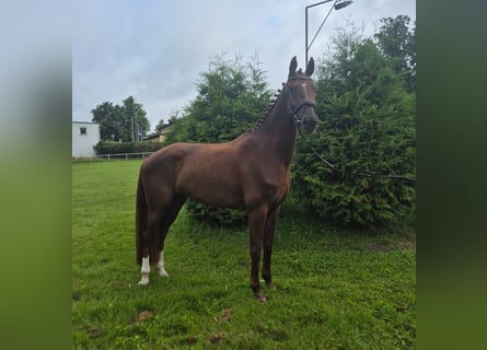 Sang-chaud Mecklembourg, Jument, 3 Ans, 165 cm, Alezan brûlé