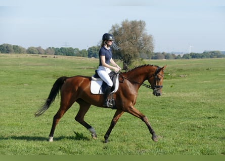 Sang-chaud Mecklembourg, Jument, 5 Ans, 167 cm, Bai