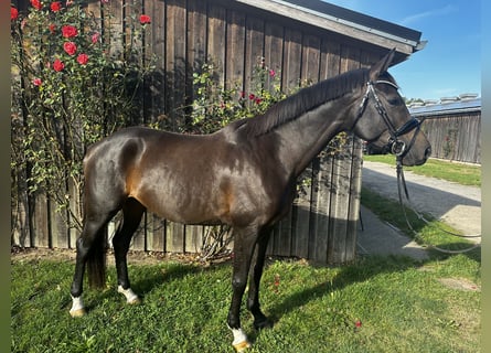 Sang-chaud Mecklembourg Croisé, Jument, 8 Ans, 167 cm, Bai brun