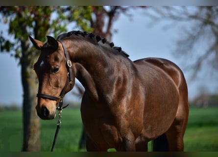 Sang-chaud Mecklembourg, Jument, 8 Ans, 168 cm, Bai