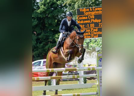 Sang-chaud Mecklembourg, Jument, 9 Ans, 172 cm, Bai