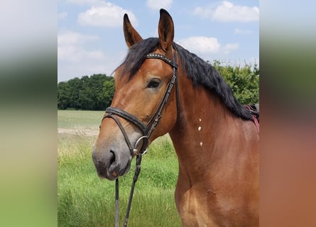 Sang-chaud polonais, Hongre, 4 Ans, 167 cm, Bai