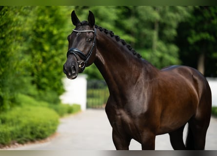 Sang-chaud polonais, Hongre, 6 Ans, 170 cm, Noir