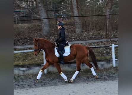 Sang-chaud polonais, Hongre, 7 Ans, 162 cm, Alezan