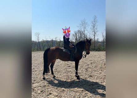 Sang-chaud polonais, Hongre, 7 Ans, 168 cm, Bai