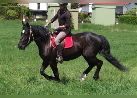 Sang-chaud polonais, Jument, 4 Ans, 157 cm, Noir