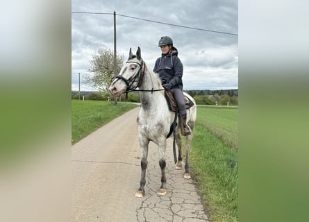 Sang-chaud polonais, Jument, 8 Ans, 163 cm, Blanc