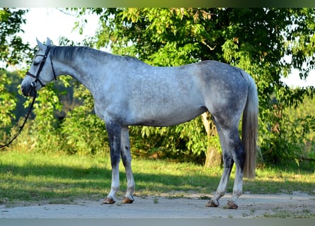 Sang-chaud polonais, Jument, 8 Ans, 170 cm, Gris