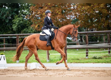 Sang-chaud slovaque, Hongre, 7 Ans, 170 cm, Alezan