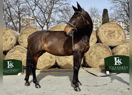 Sang-chaud slovaque, Jument, 12 Ans, 167 cm, Bai