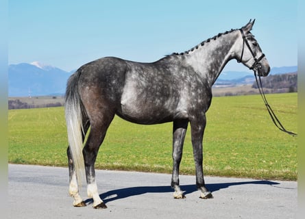 Sang-chaud slovaque, Jument, 4 Ans, 168 cm, Isabelle