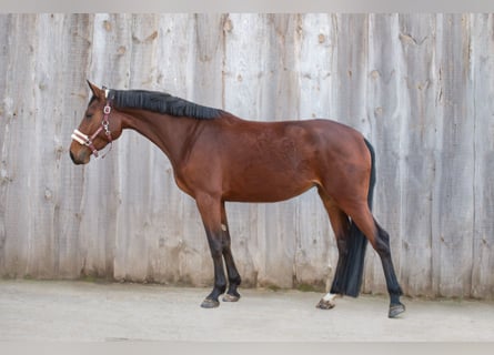 Sang-chaud slovaque, Jument, 4 Ans, Bai cerise