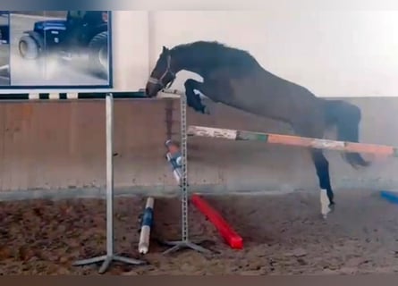 Sang-chaud slovaque, Jument, 5 Ans, 164 cm, Bai cerise