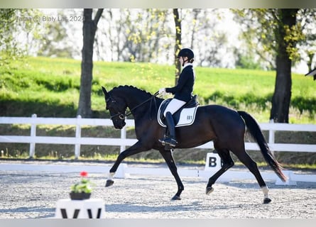 Sang-chaud slovaque, Jument, 5 Ans, 170 cm, Noir