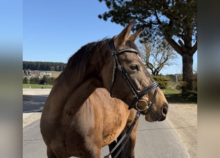 Sang-chaud slovaque, Jument, 8 Ans, 158 cm