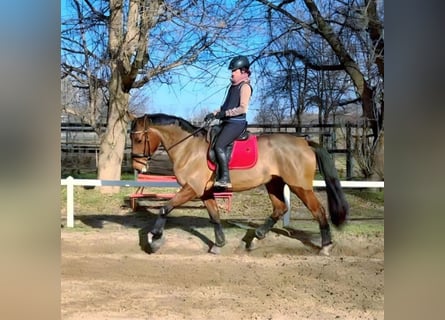 Sang-chaud slovaque, Jument, 9 Ans, 175 cm, Bai cerise