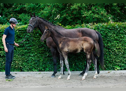 Sang-chaud suédois, Étalon, 1 Année, 170 cm, Bai brun