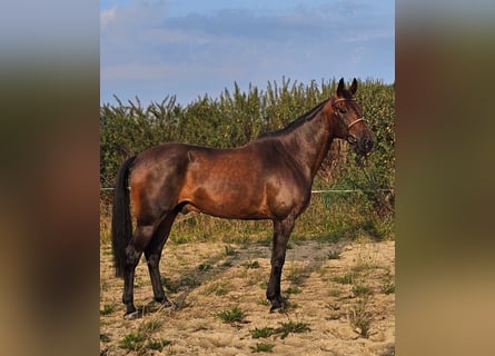 Sang-chaud suédois Croisé, Hongre, 10 Ans, 165 cm, Bai