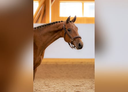 Sang-chaud suédois, Hongre, 4 Ans, 165 cm, Bai cerise