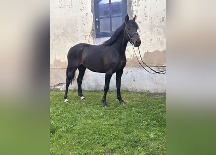 Sang-chaud suédois Croisé, Hongre, 5 Ans, 166 cm, Bai brun