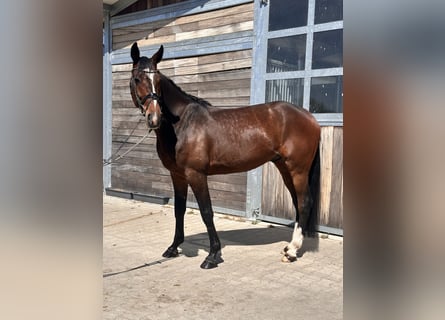 Sang-chaud suédois Croisé, Hongre, 7 Ans, 164 cm, Bai brun