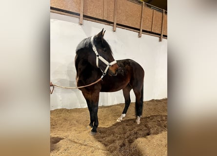 Sang-chaud suédois, Jument, 6 Ans, 165 cm, Bai brun foncé