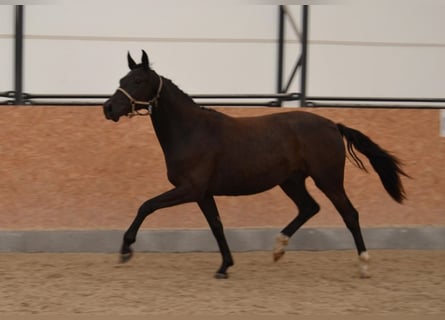 Sang-chaud tchèque, Hongre, 2 Ans, Noir