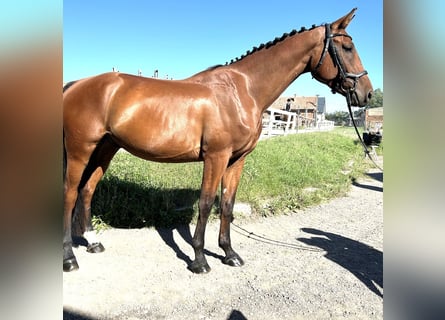 Sang-chaud tchèque, Hongre, 4 Ans, 170 cm, Bai