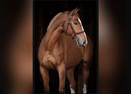 Sang-chaud tchèque, Hongre, 5 Ans, 168 cm, Alezan