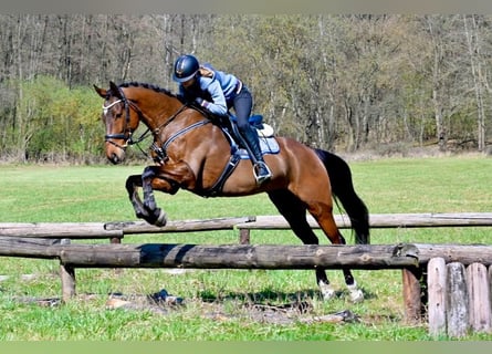 Sang-chaud tchèque, Hongre, 7 Ans, 170 cm, Bai