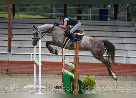 Sang-chaud tchèque, Jument, 7 Ans, 172 cm, Gris