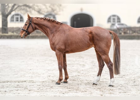 Sang-chaud tchèque, Jument, 8 Ans, 164 cm, Alezan brûlé